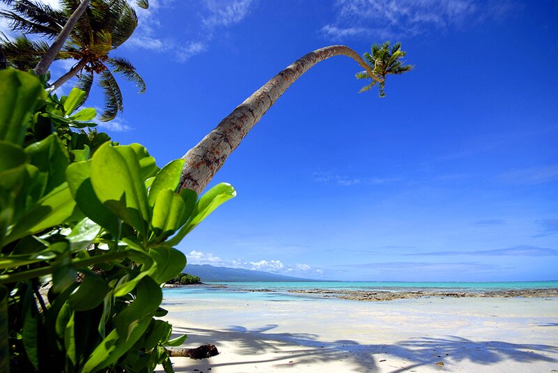 Leaning Palm Tree on Beach — Blue, Serene, Afternoon, Photograph, Palm Tree, Sand