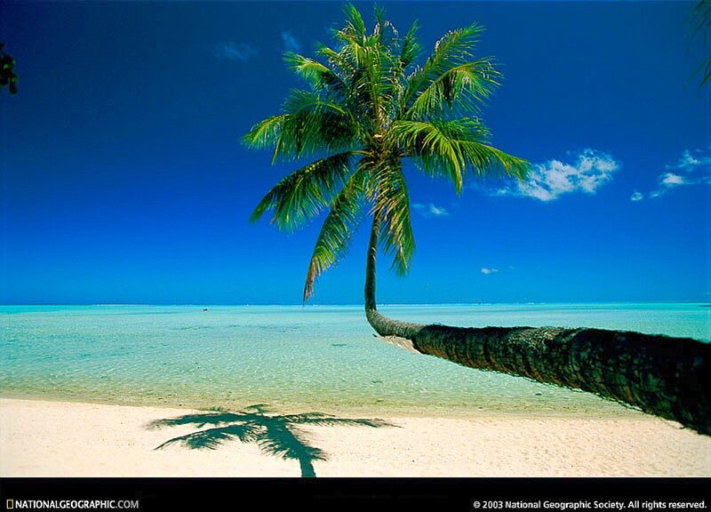 Leaning Palm Tree on Beach — Blue, Serene, Afternoon, Photograph, Sand, Ocean, Sky