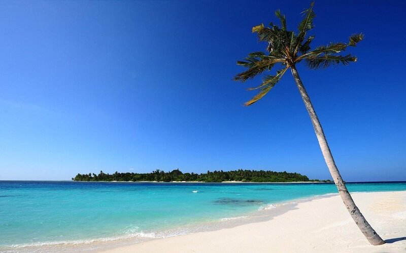 Leaning Palm Tree on Beach — Blue, Serene, Afternoon
