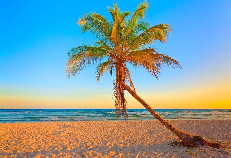 Leaning Palm Tree on Beach — Blue, Serene, Sunset