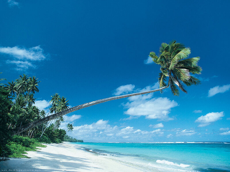 Leaning Palm Tree on Beach — Blue, Serene