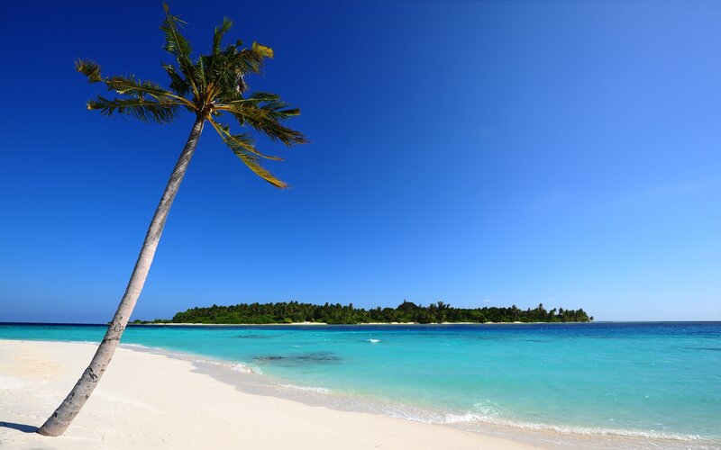 Leaning Palm Tree on Beach — Blue