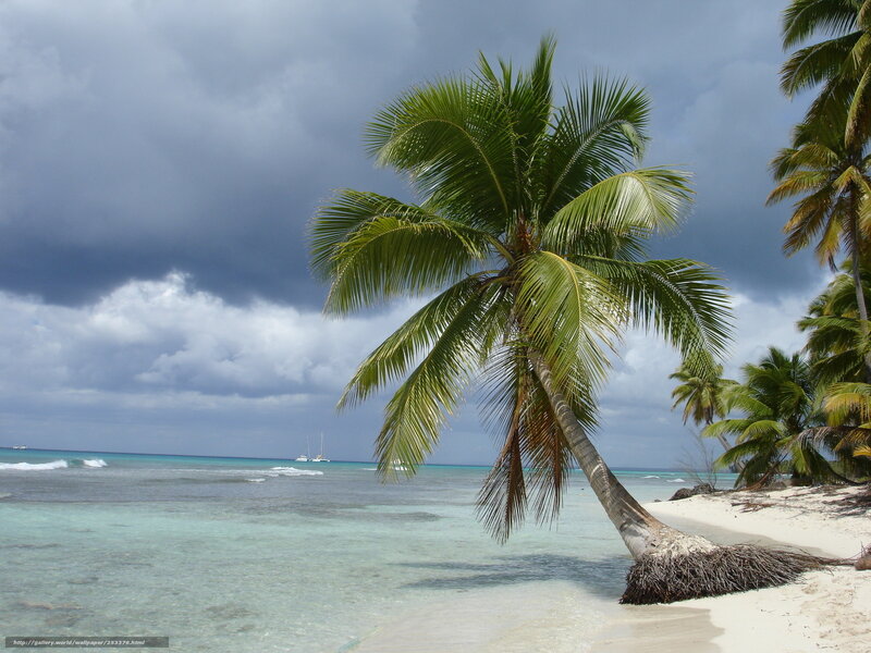 Leaning Palm Tree on Beach — Green