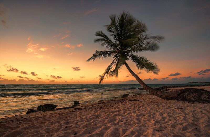 Leaning Palm Tree on Beach — Orange