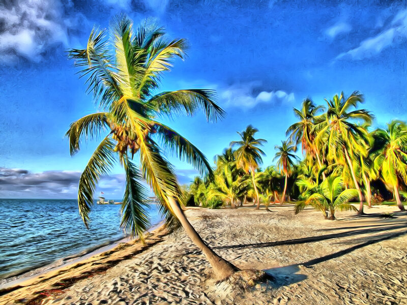 Leaning Palm Tree on Beach
