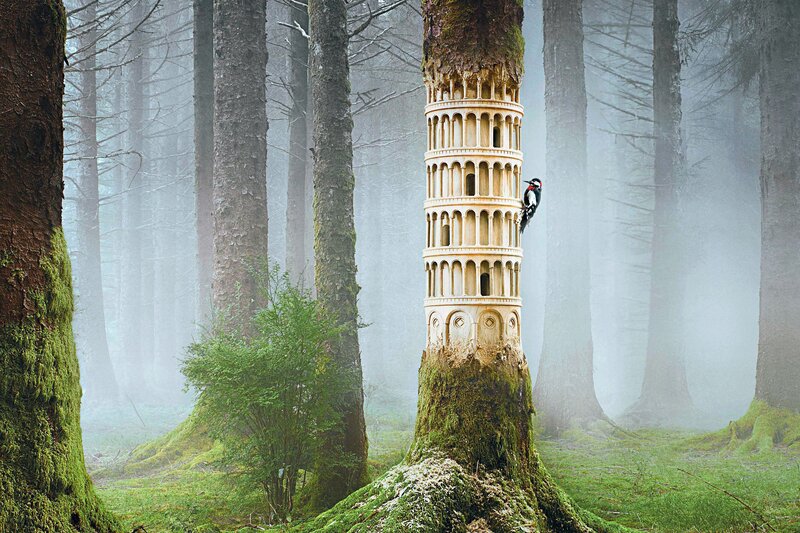 Leaning Tower in Forest