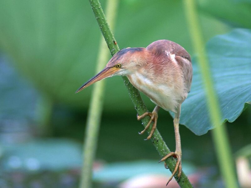 Least Bittern Perched