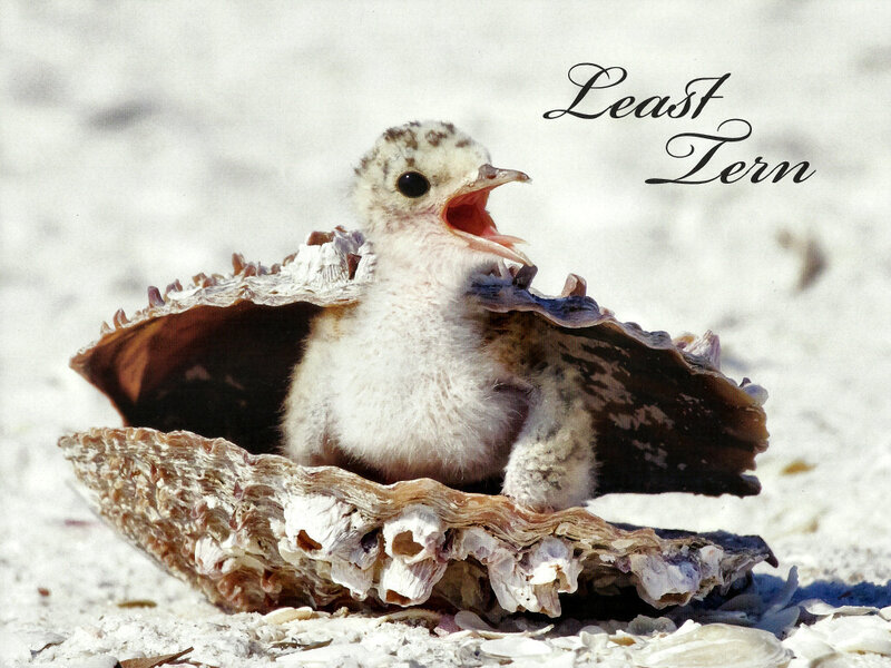 Least Tern Chick