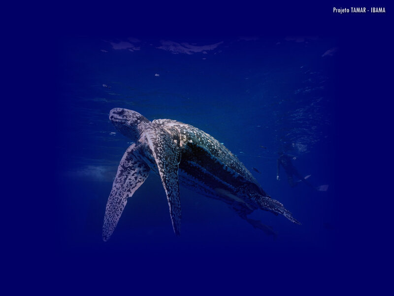 Leatherback Sea Turtle — Blue, Serene, Photograph, Diver