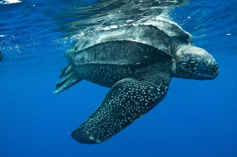 Leatherback Sea Turtle — Blue, Serene