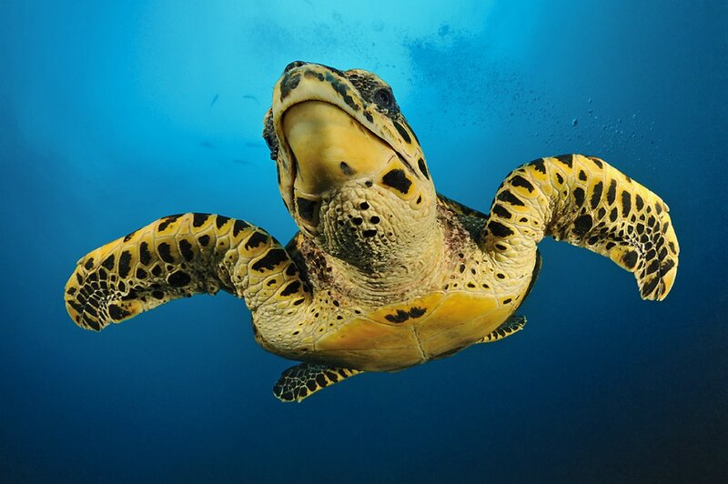 Leatherback Sea Turtle — Blue