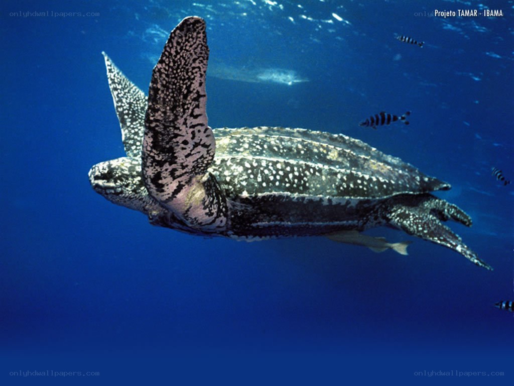 Leatherback sea turtle swimming