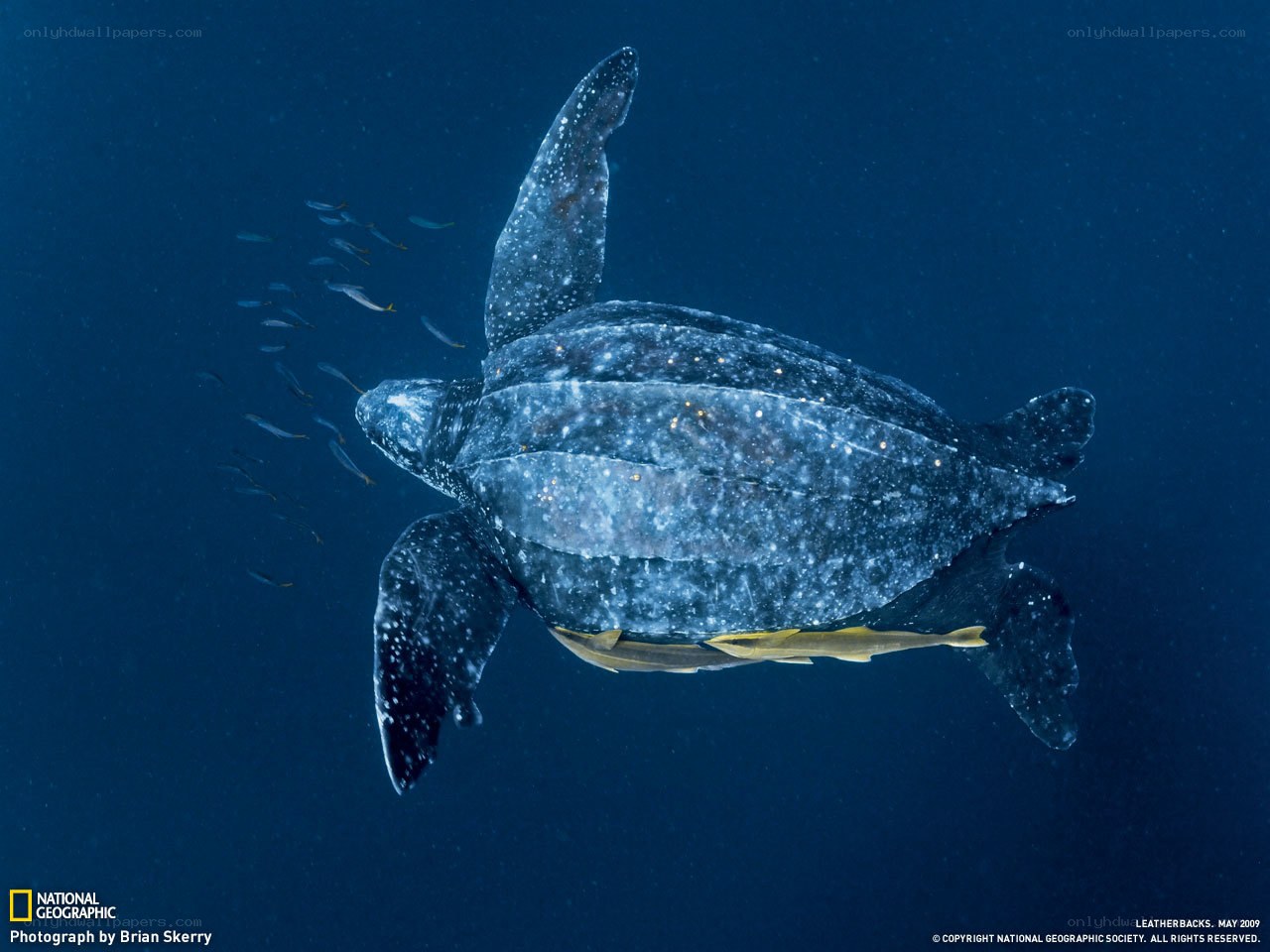 Leatherback sea turtle swimming