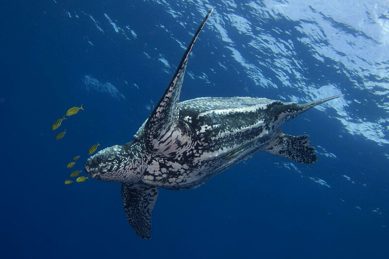 Leatherback Sea Turtle