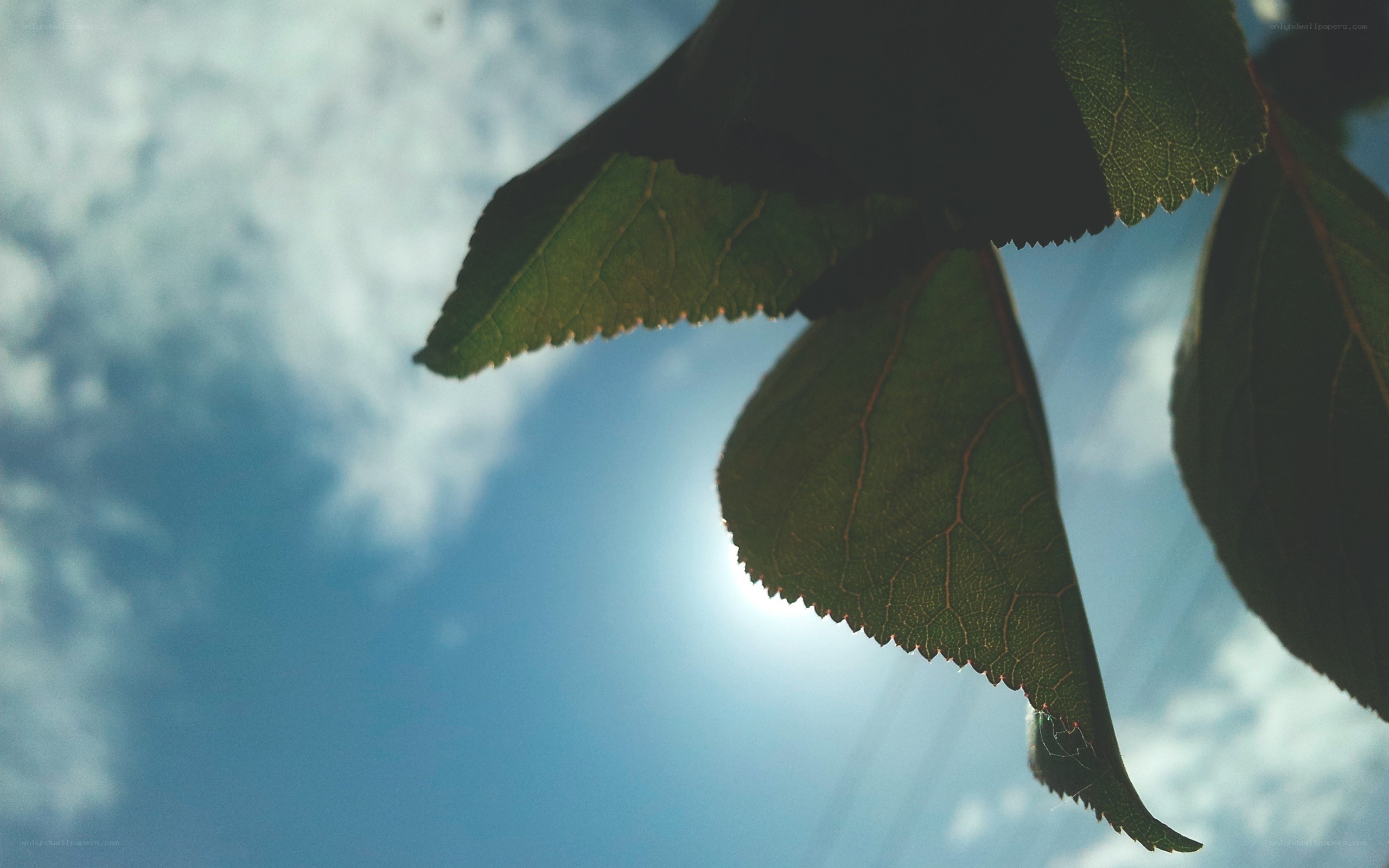 leaves against the sky