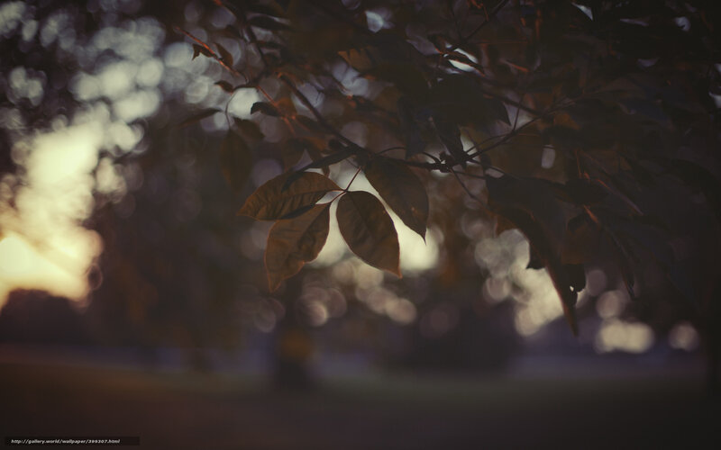 leaves at sunset