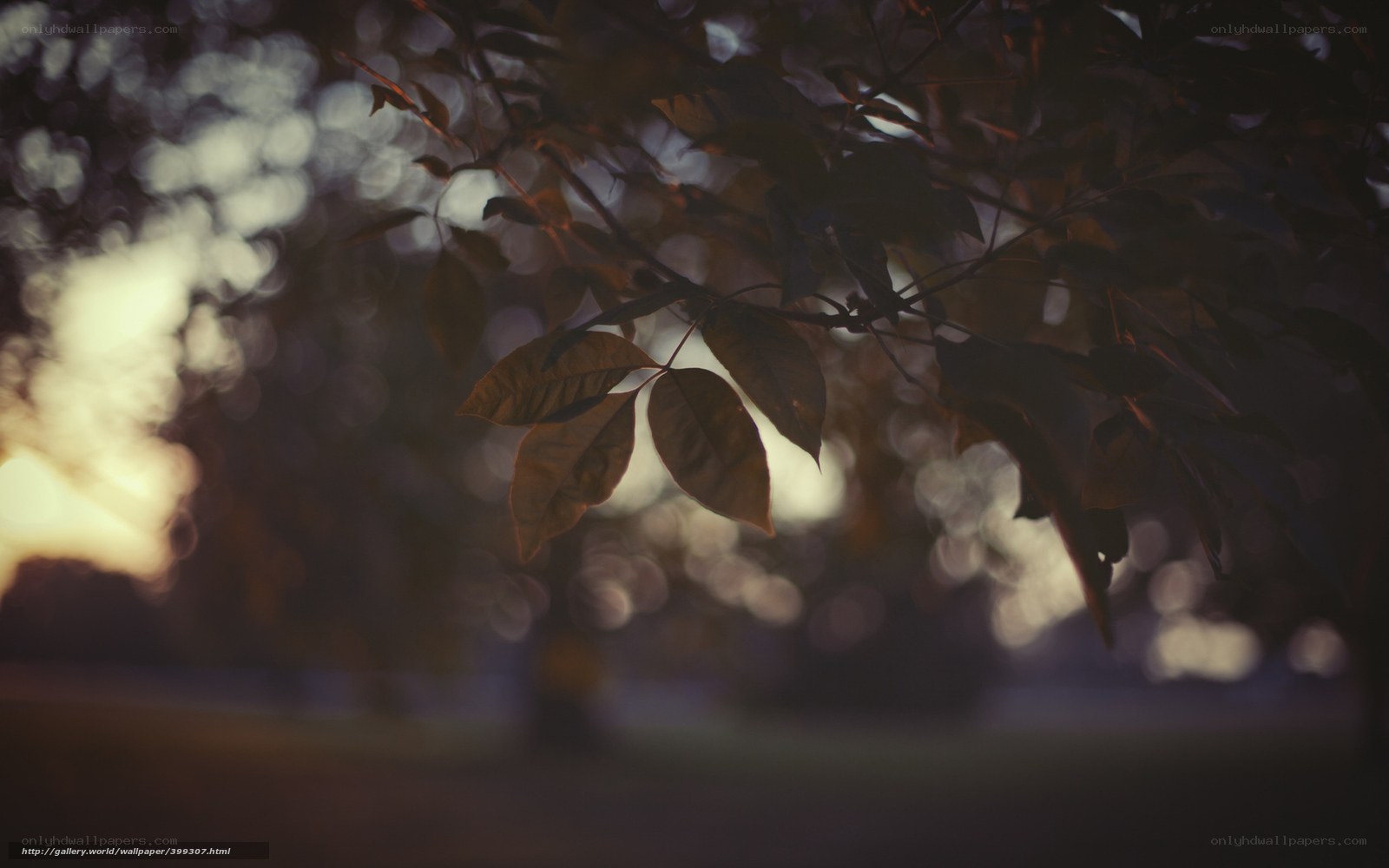 leaves at sunset