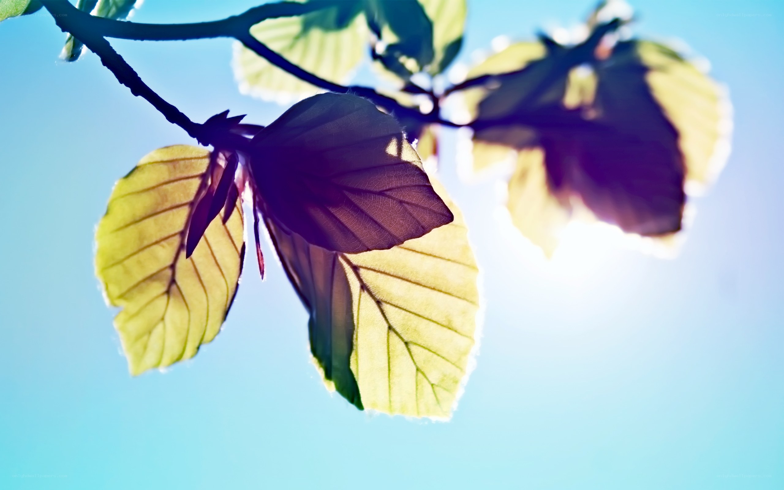 leaves backlit by sun