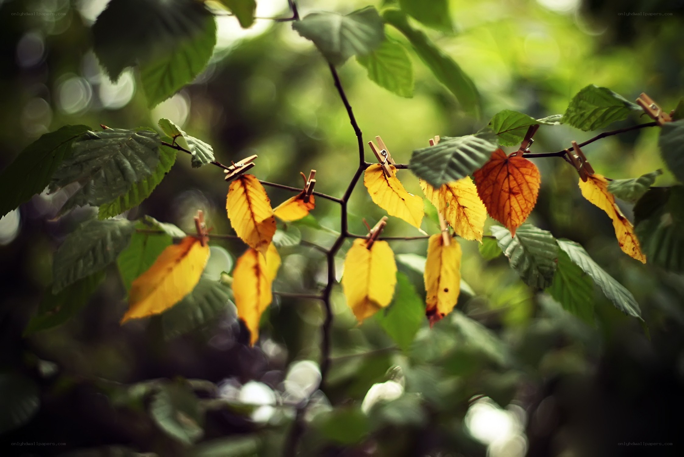 Leaves clipped on a branch