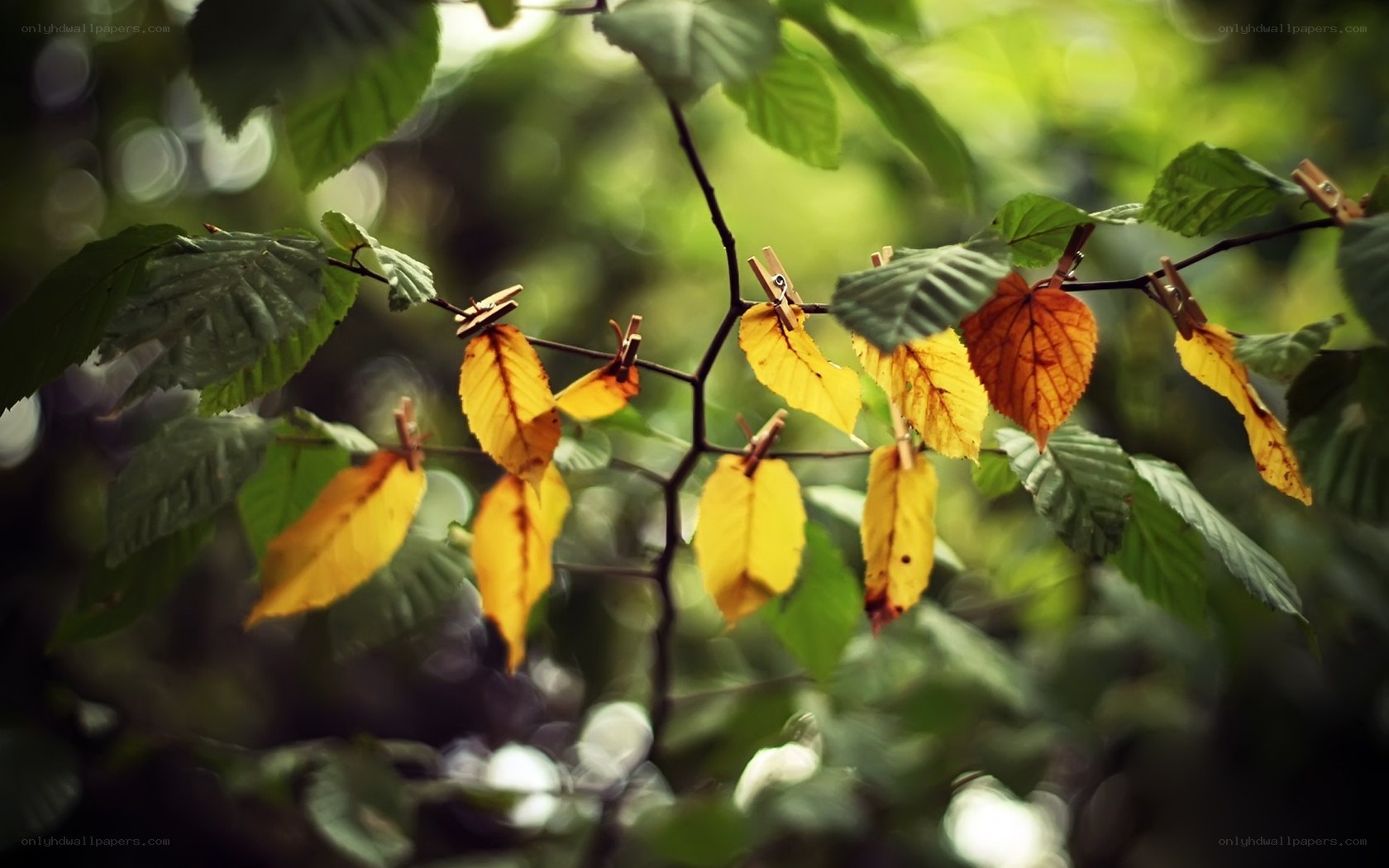 Leaves clipped on a branch