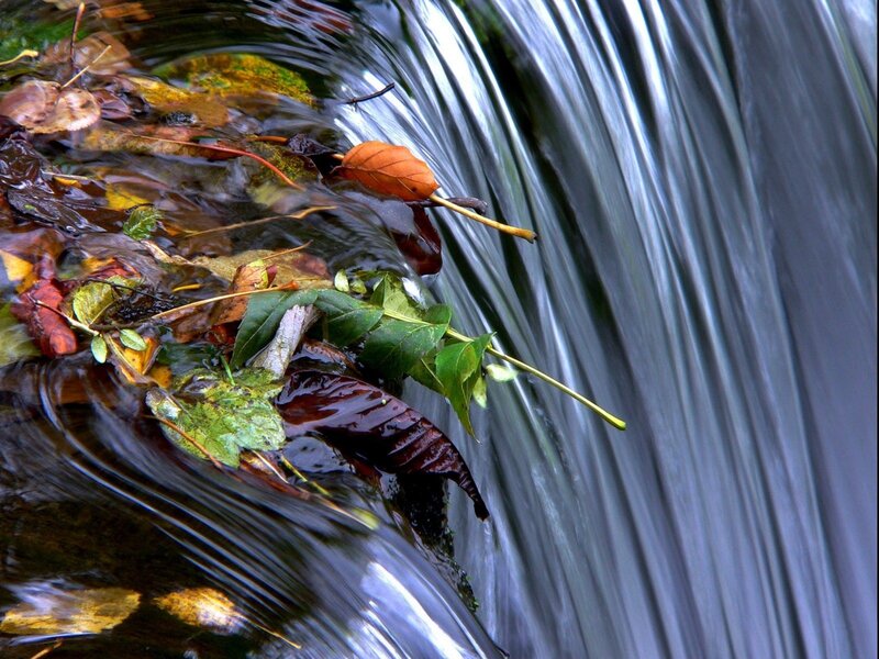 Leaves floating in a stream