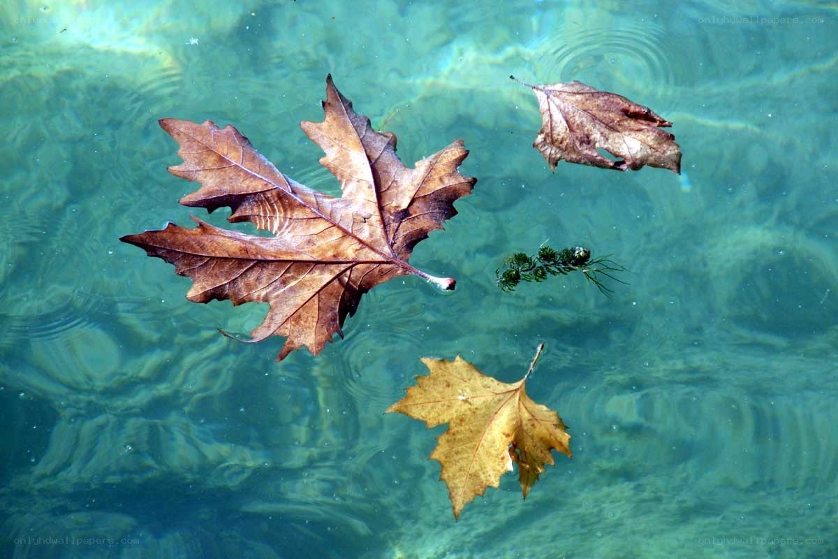 Leaves floating in clear water