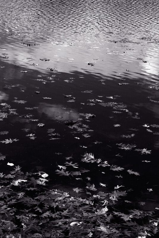 Leaves floating on a pond