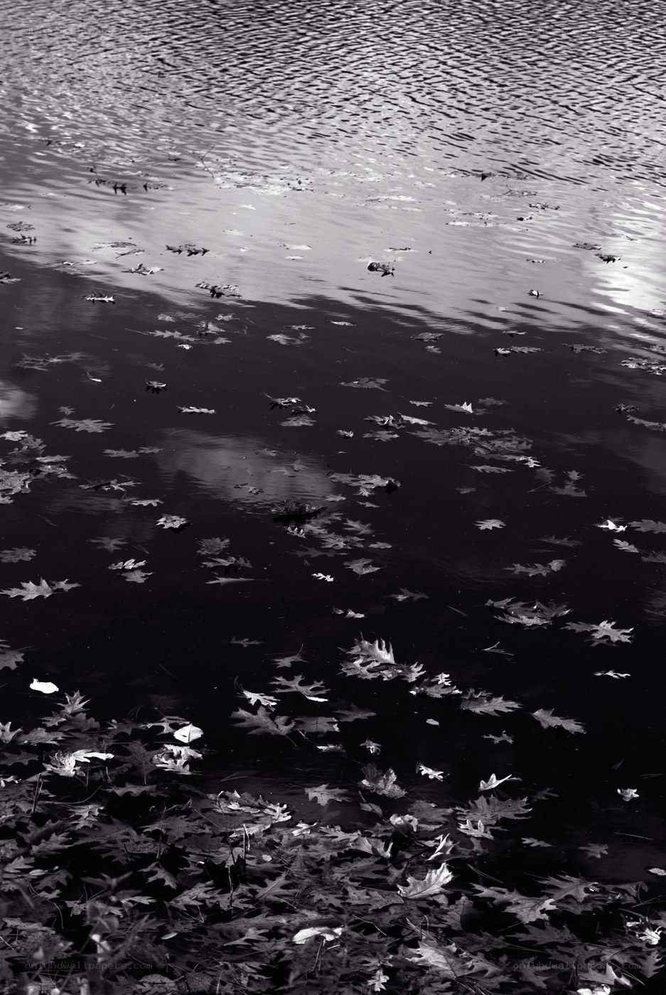 Leaves floating on a pond