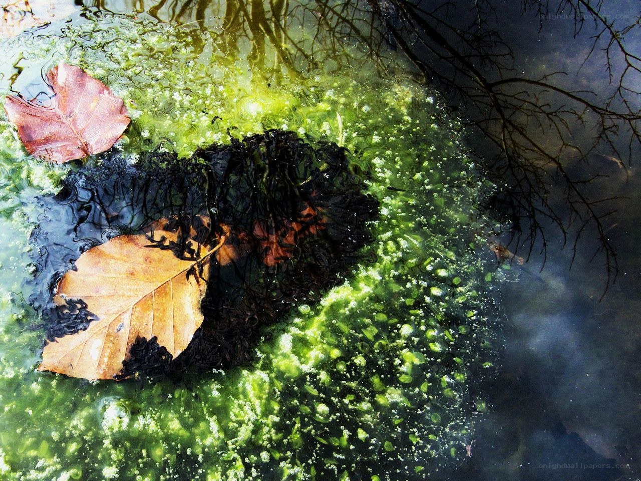 Leaves floating on green algae