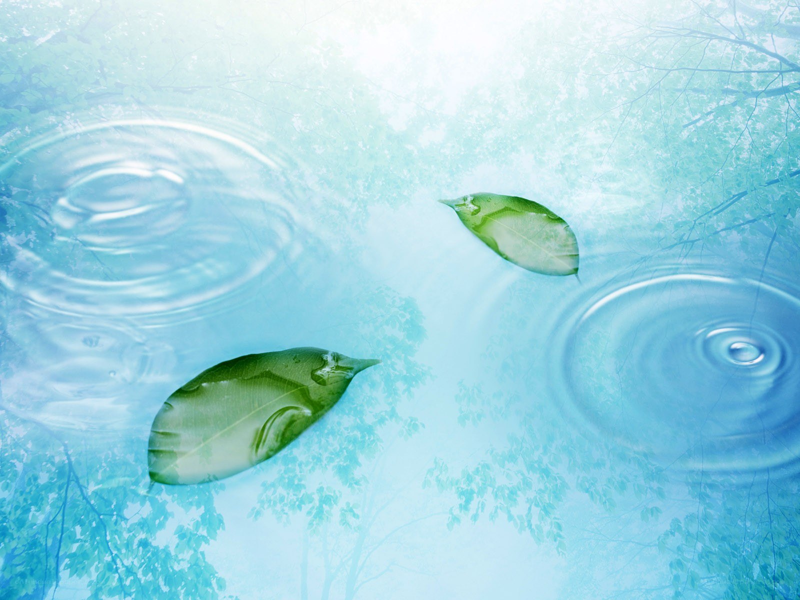 leaves floating on water