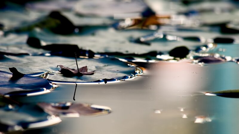 leaves floating on water