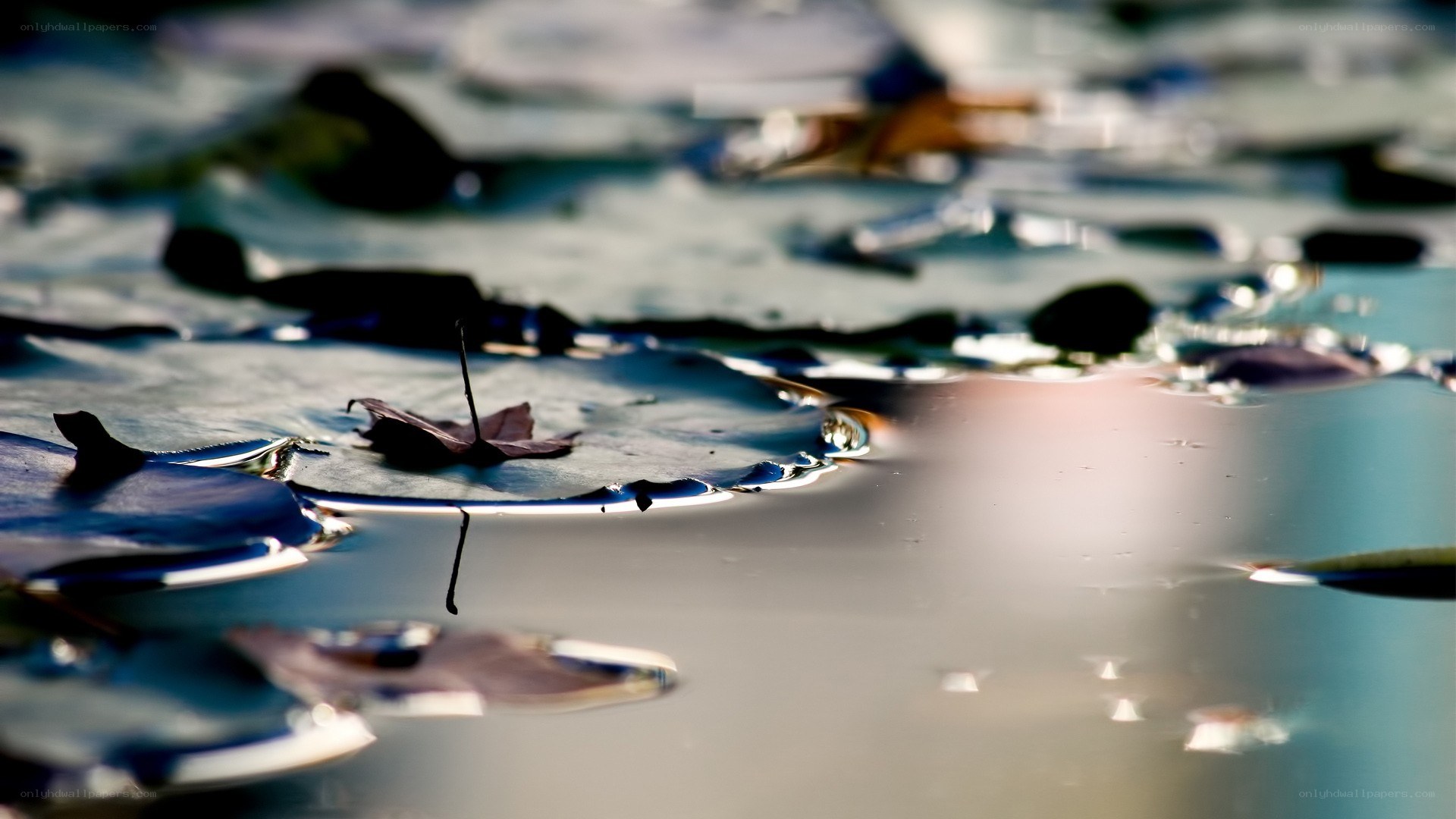 leaves floating on water