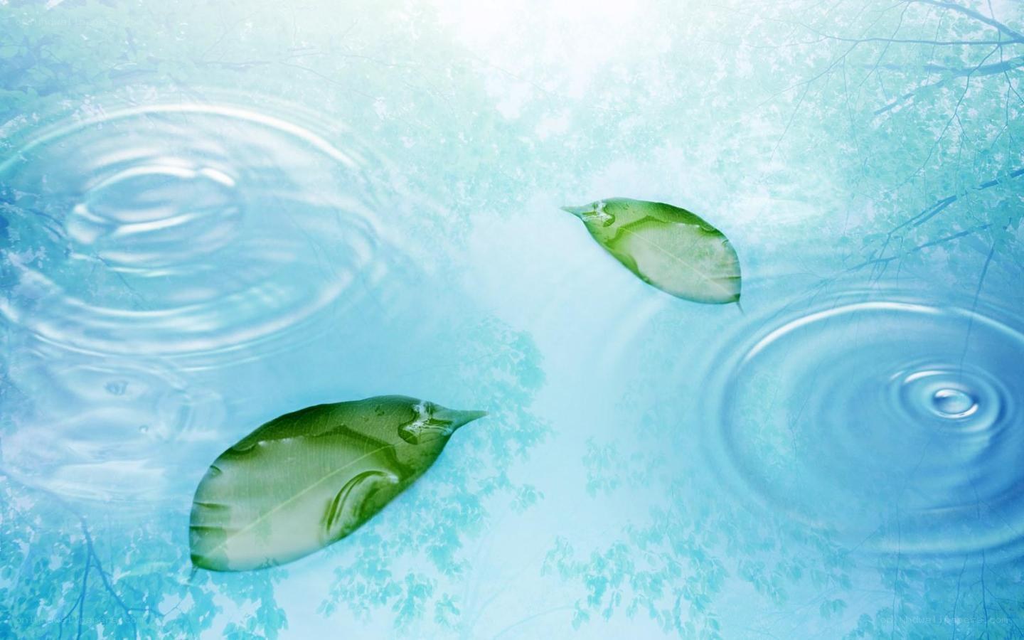 leaves floating on water