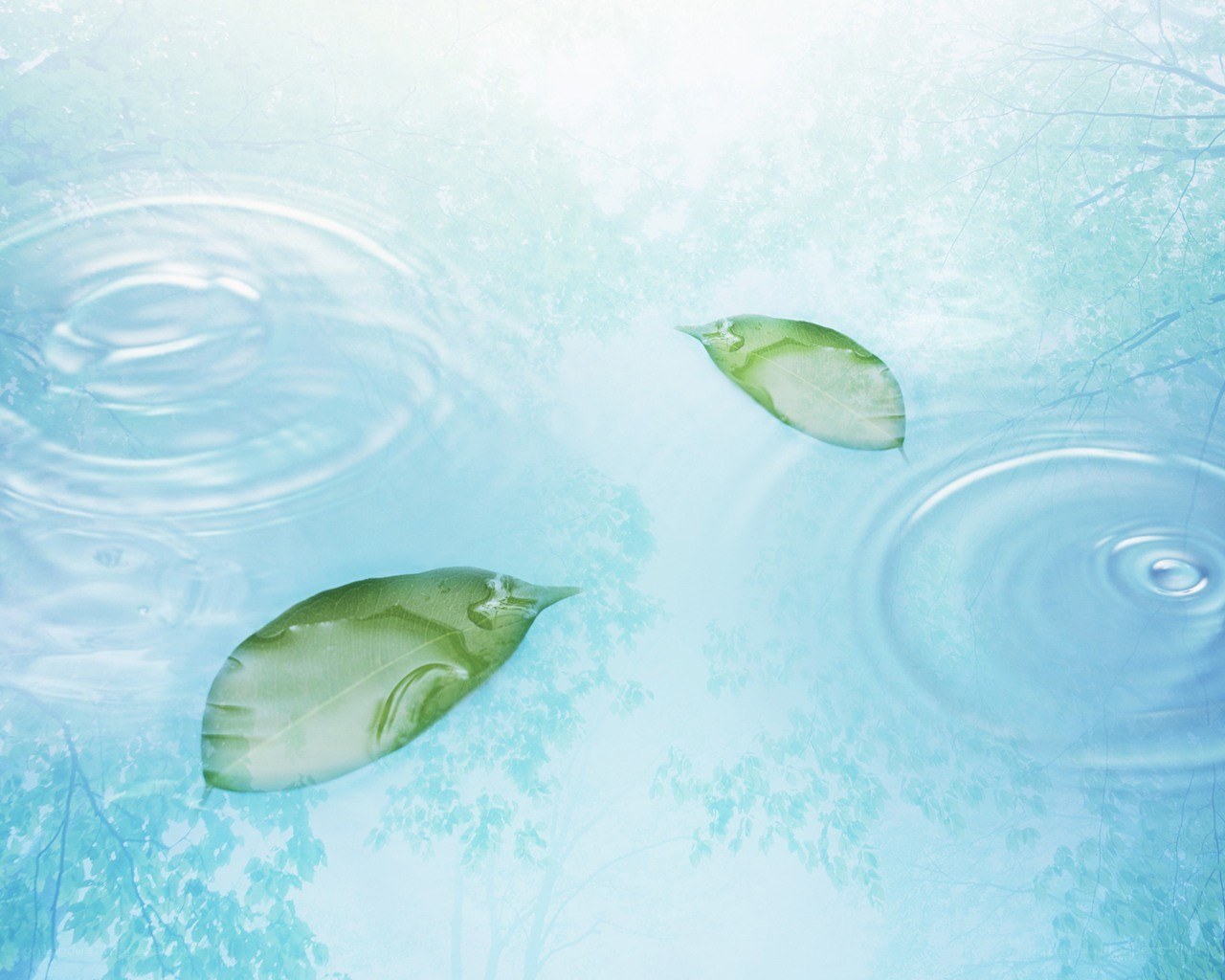 Leaves floating on water