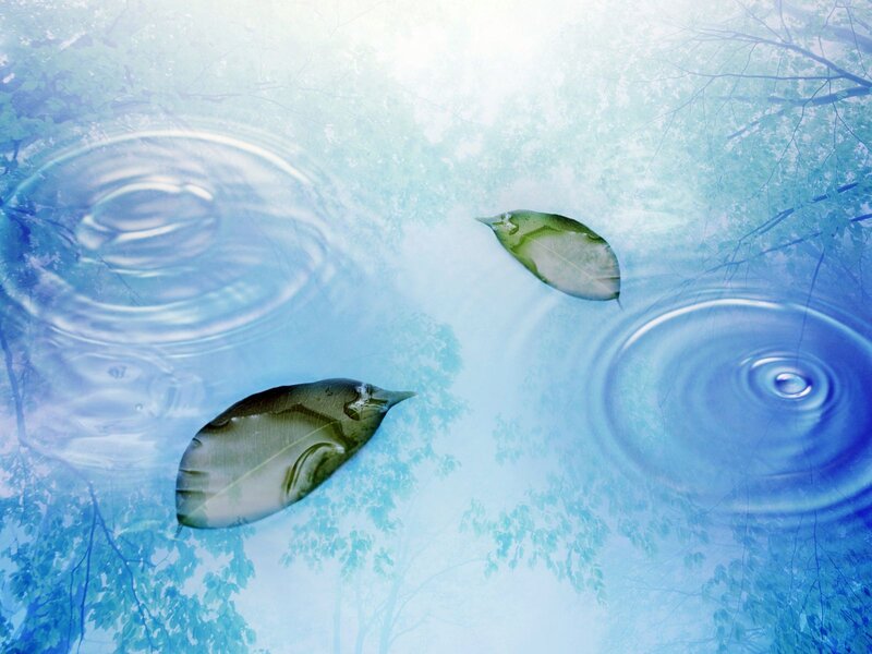 leaves floating on water