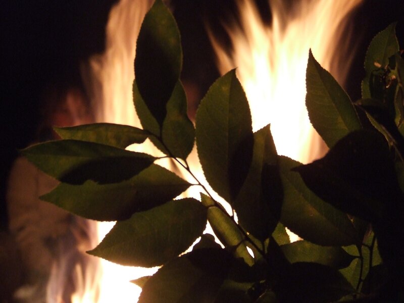 leaves in front of a fire