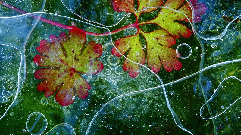 Leaves in Ice