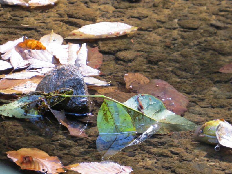 Leaves in Shallow Water