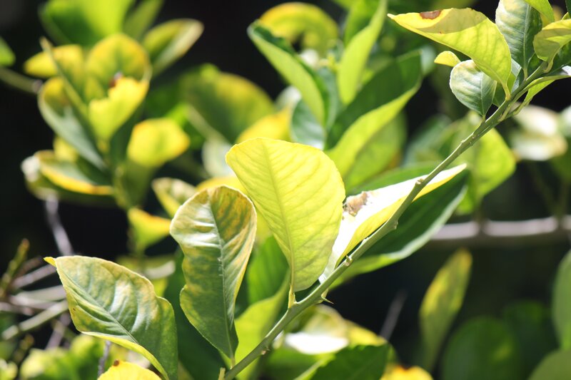 leaves in sunlight