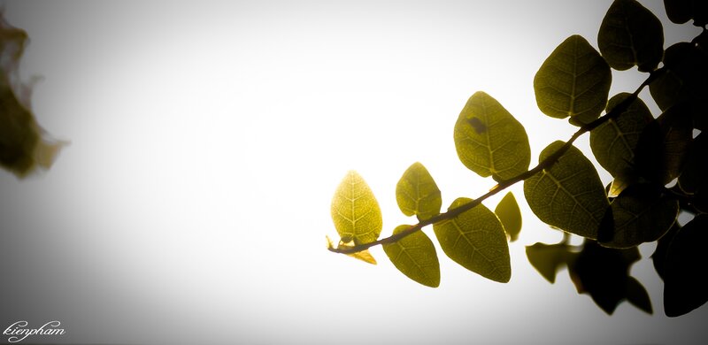 leaves in sunlight