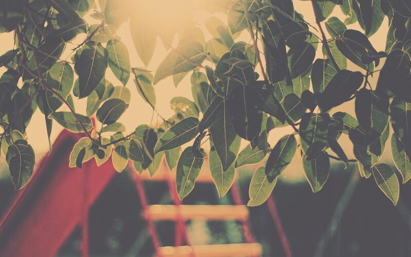 leaves in warm sunlight