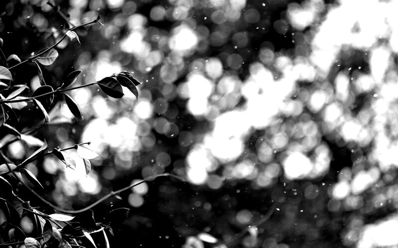 Leaves on a Branch — Black