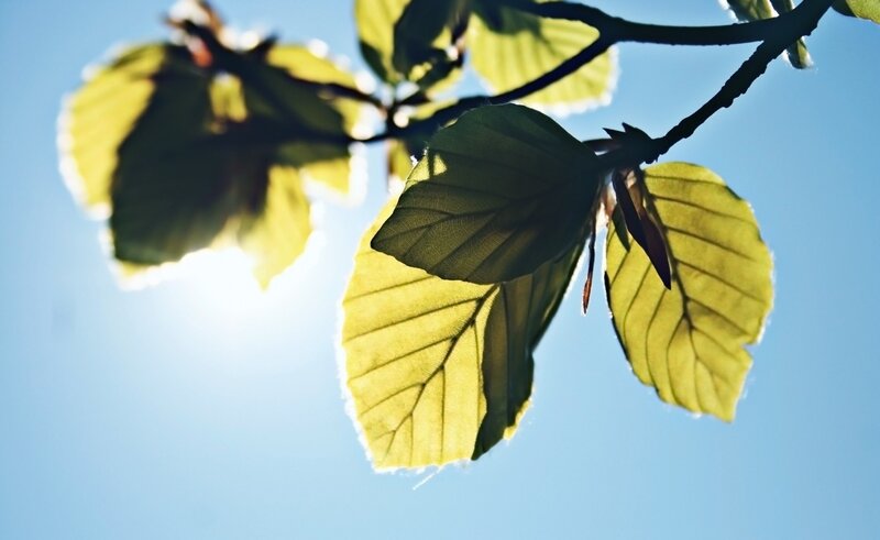 Leaves on a Branch — Green