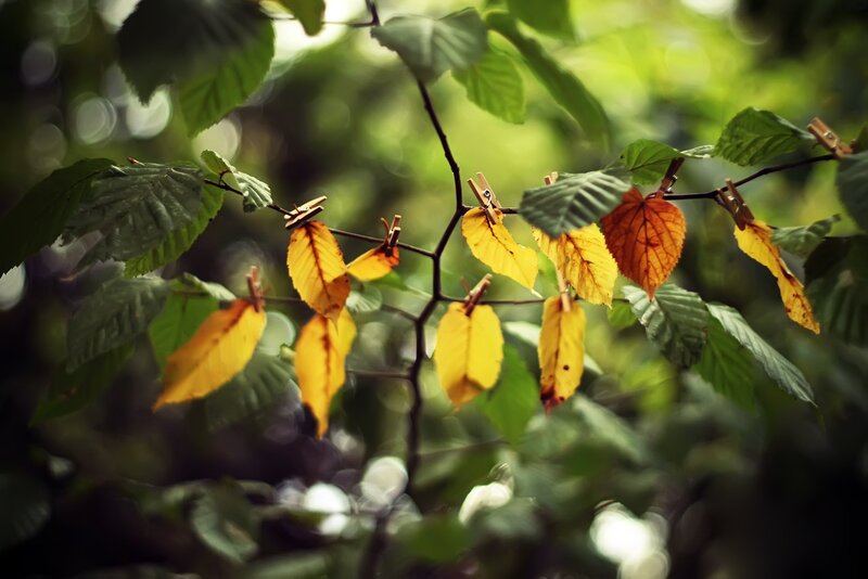 Leaves on a Branch
