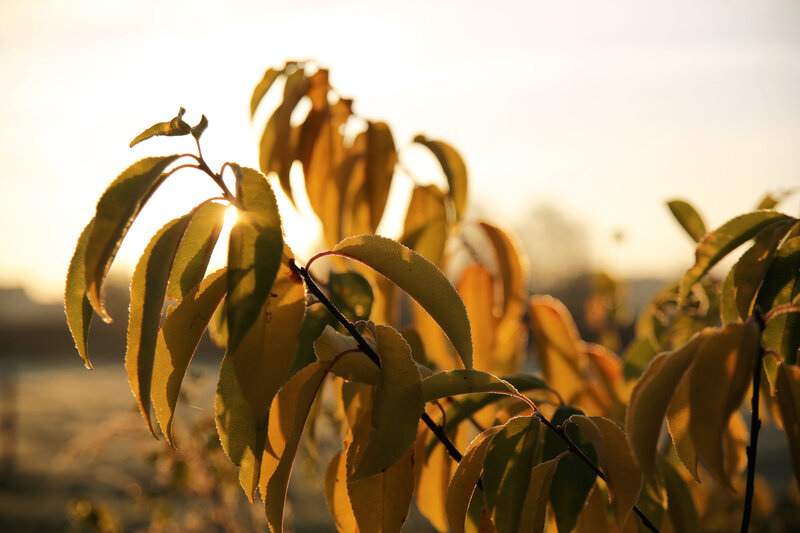 Leaves on a Branch — Yellow
