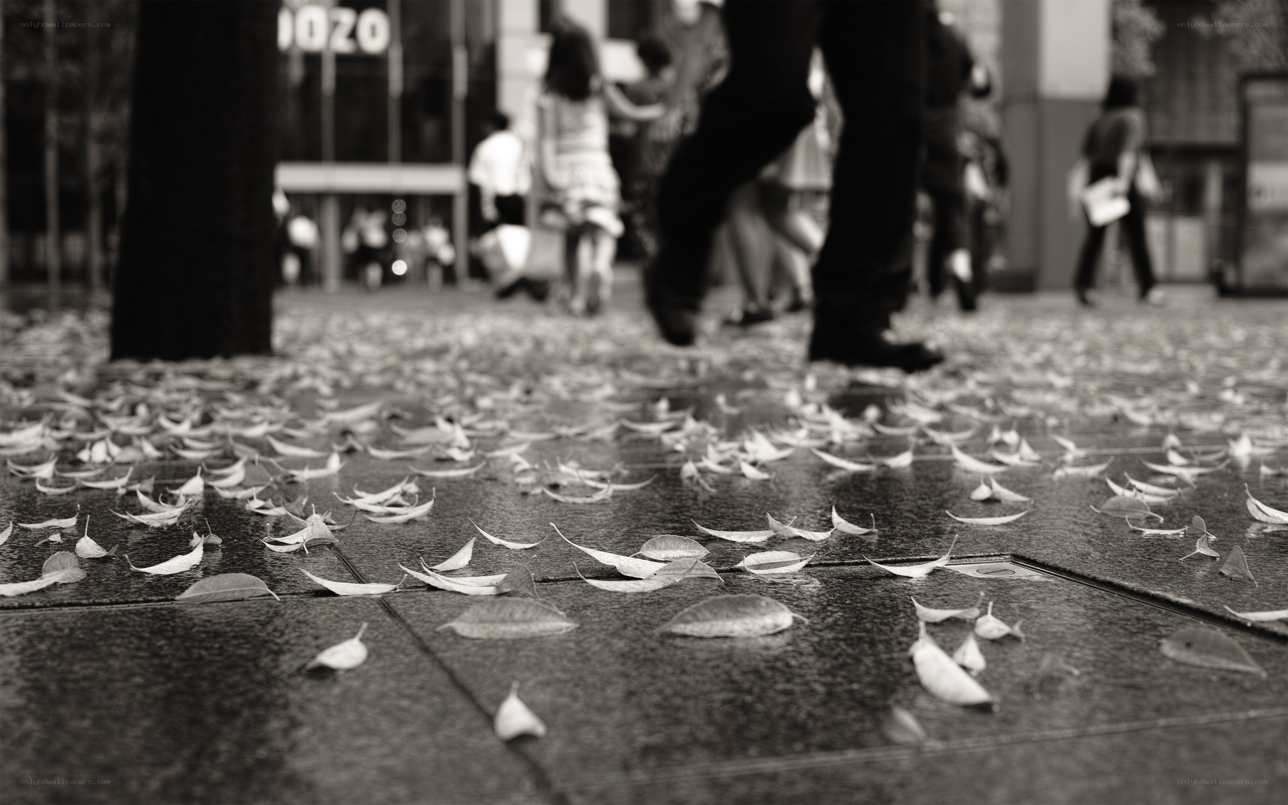 Leaves on a city sidewalk