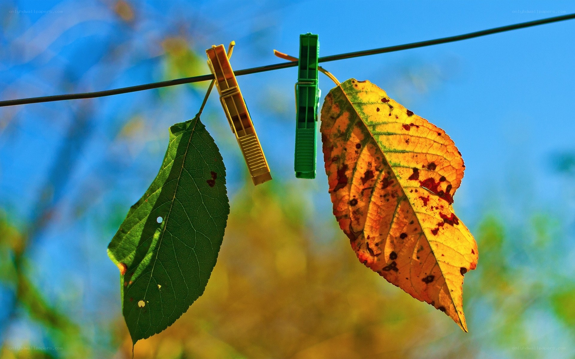 Leaves on a clothesline
