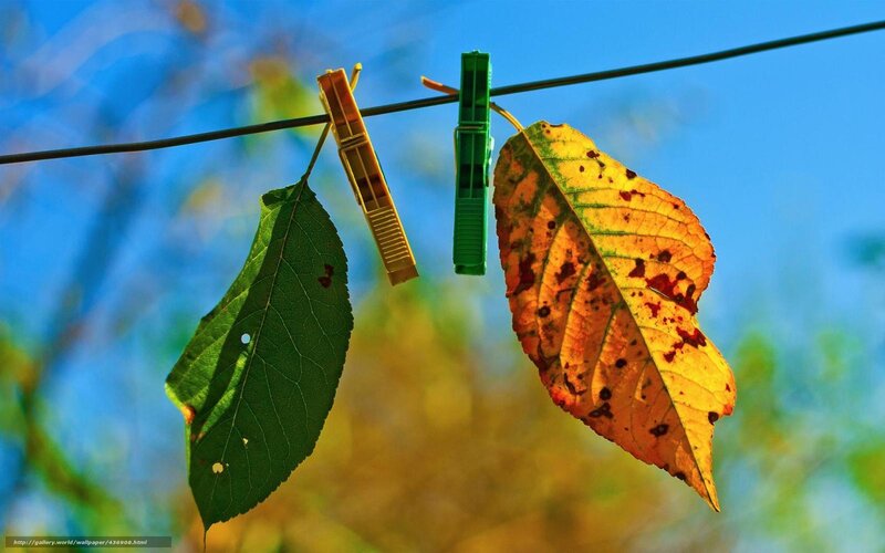 Leaves on a clothesline