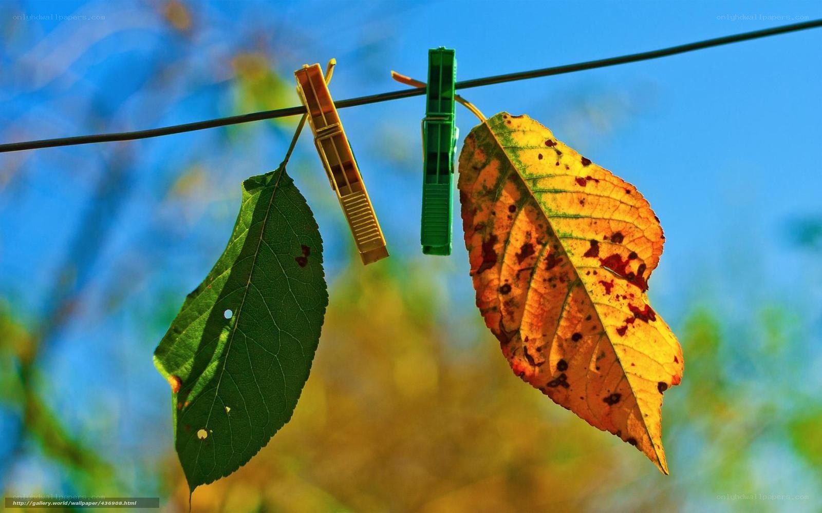 Leaves on a clothesline