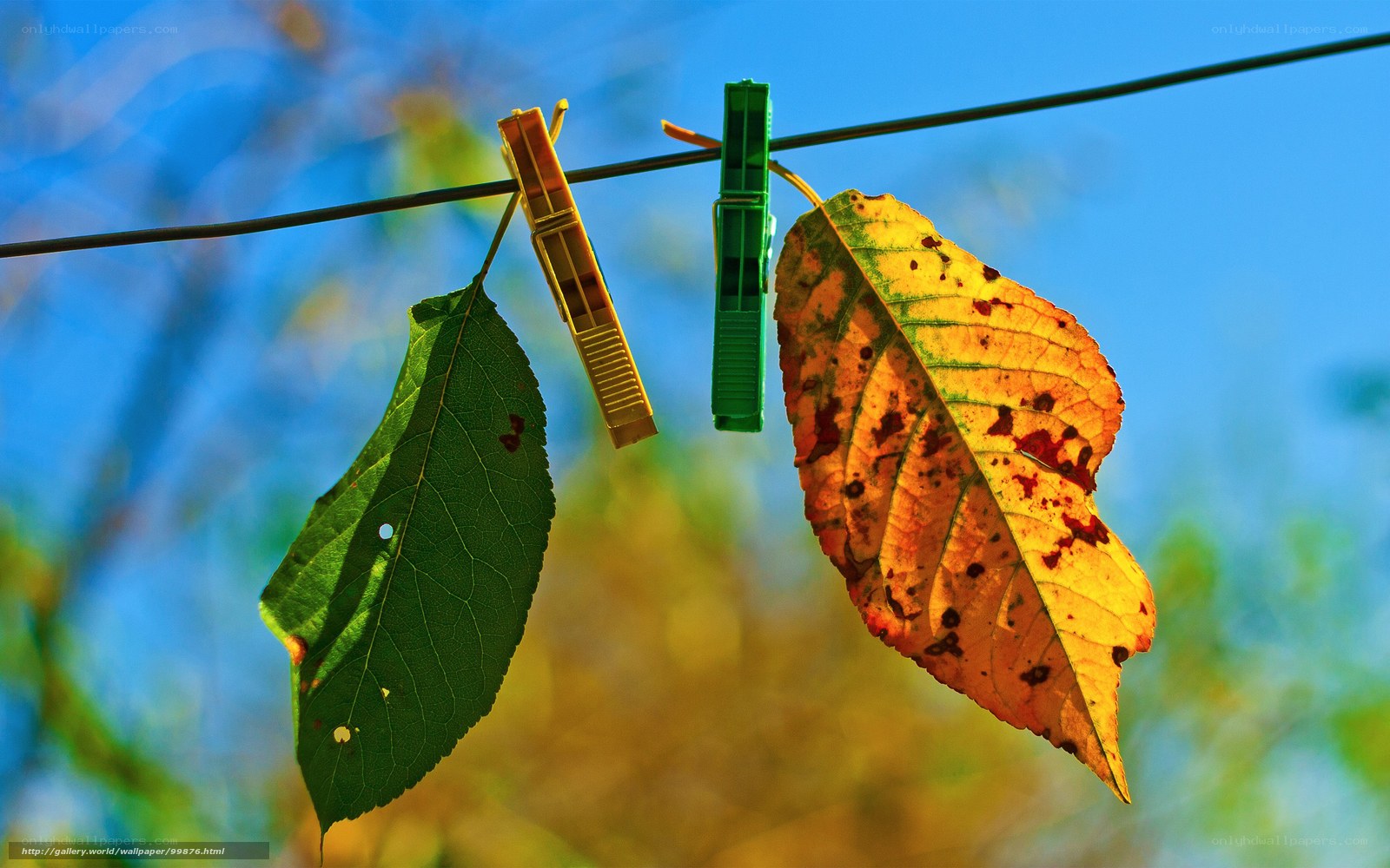 Leaves on a clothesline